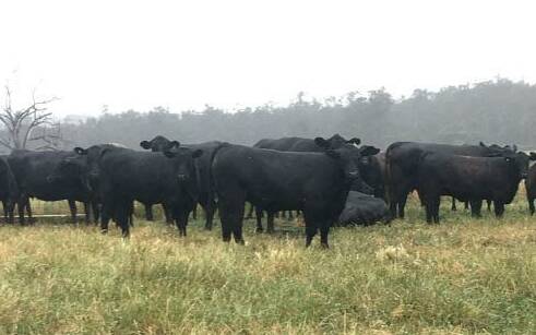 George Ipsen, Mayfield Park Farms, has decided to disperse his breeding herd of predominantly first-cross Angus-Friesian breeders. The complete herd dispersal consists of approximately 60 Angus-Friesians and 12 Angus breeders which are PTIC to Diamond Tree and Monterey Angus bulls and are due to calve from February 1 to May 5.