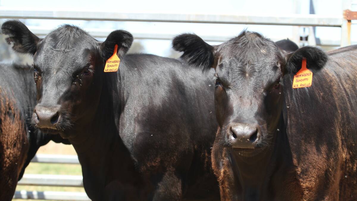 The G & B Bendotti heifers are selected, specially tagged and set to go for the Farm Weekly-WA Angus Breeders WIN 10 Angus Heifers and Rosher/Kubota utility vehicle Competition.