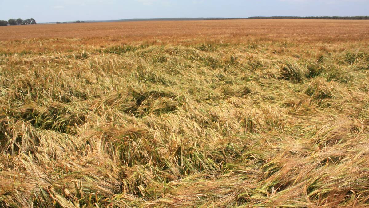The problem of so-called hyper-yielding crops is the tendency to lodge as a part of the Flinders barley crop has done. "The stems can't carry the weight of the heads," Agronomy Focus principal Quenten Knight said. The introduction of plant growth regulators to shorten crops and thicken stems could be a way to avoid crop lodging.