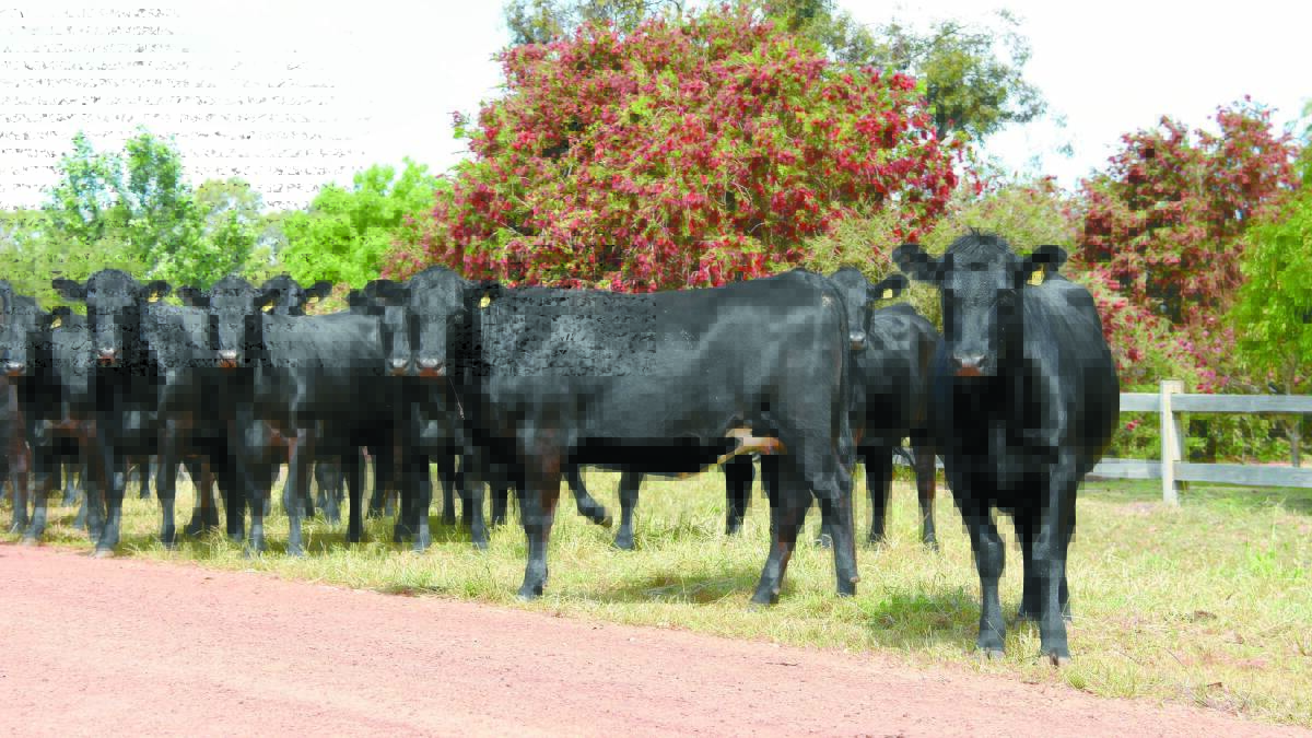 An example of the owner-bred, Angus-Friesian heifers on offer by the Scott family, Tasca Holdings, Boyanup. The line are PTIC to Cherylton Angus sires.