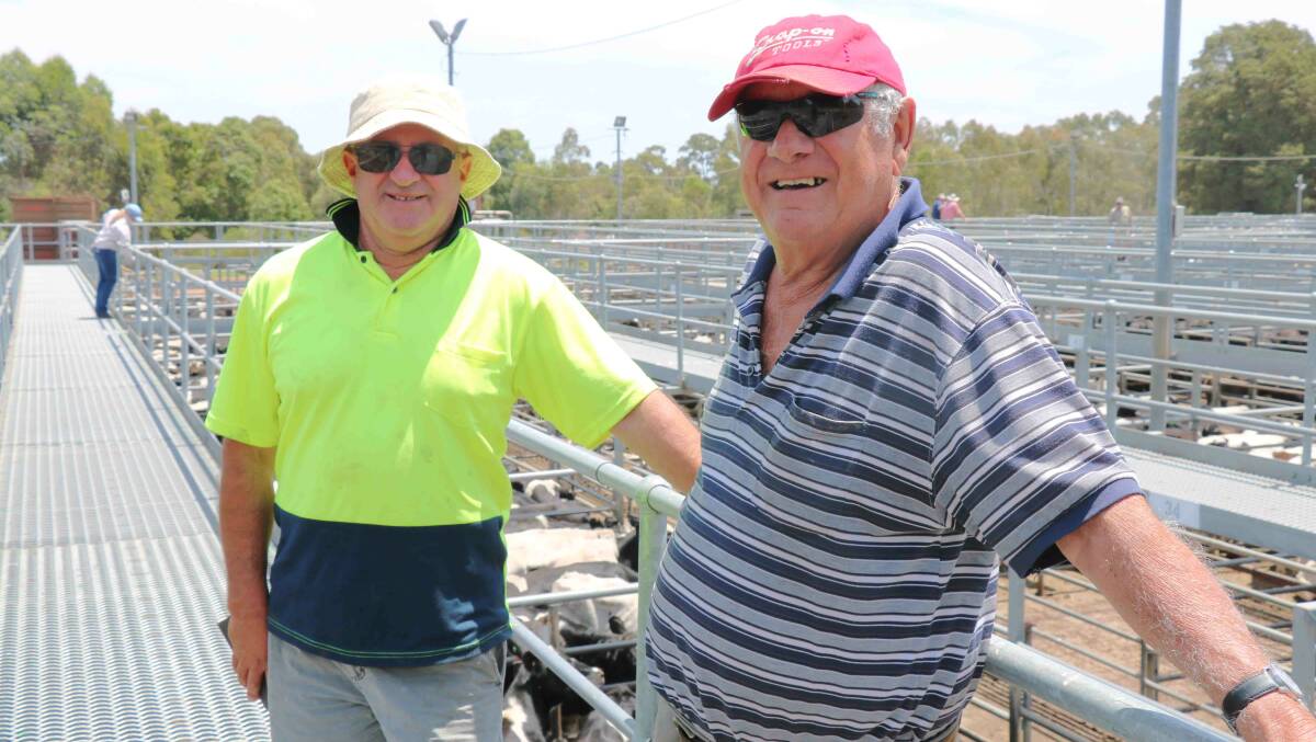Vince Versaci (left), Harvey and Joe Italiano, Dardanup, pictured before the sale. Mr Versaci bought a couple of pens of young cattle while Mr Italiano sold a pen of Friesian steers at 206c/kg.