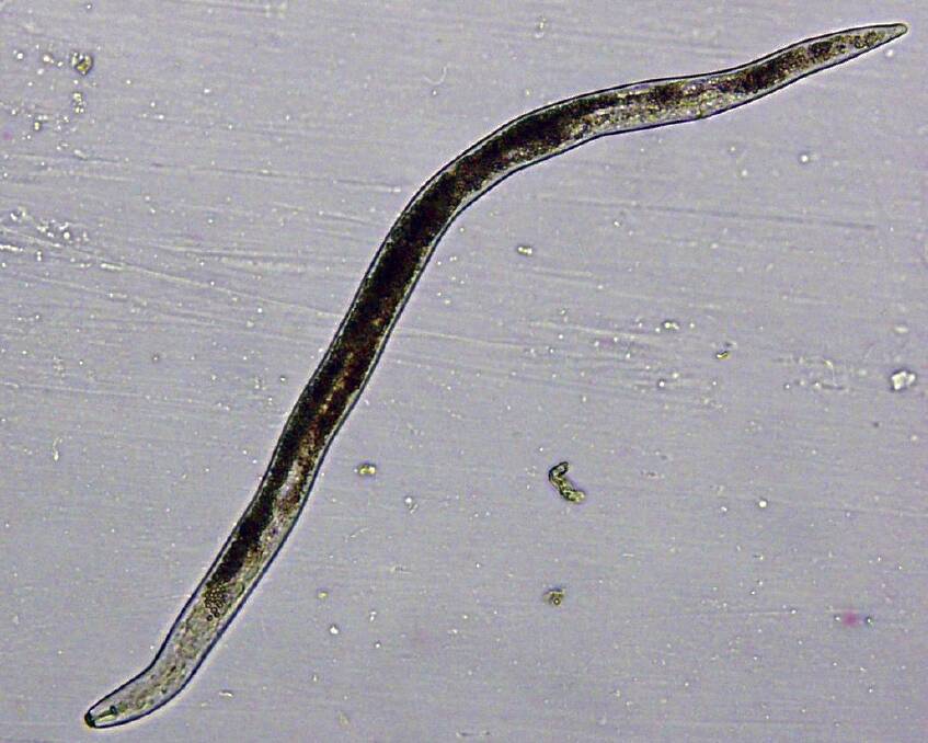 Root lesion nematodes are microscopic, worm-like parasites that inhabit the soil and feed on plant roots. 