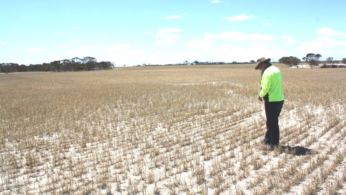 South Jerramungup farmer Tony Griffiths is still smiling after enduring a horrific year he says is more like a drought. "This wheat crop could go 1.5 tonnes, which will be my best crop," he said.