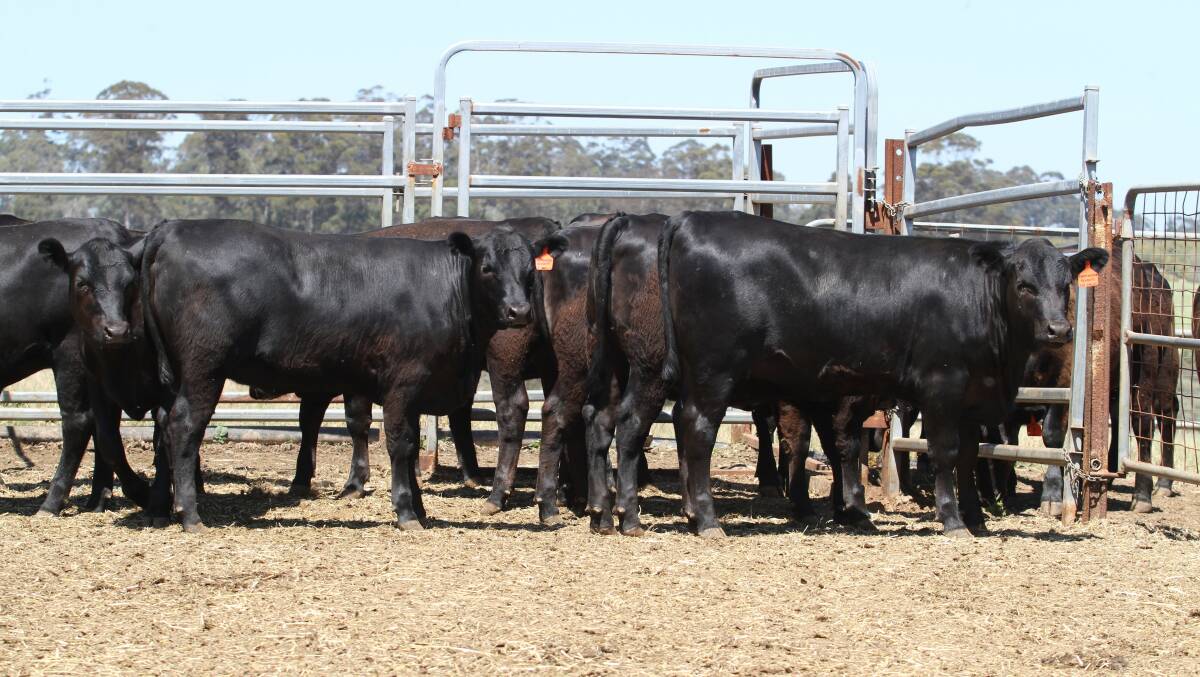 Some of the 10 2018-drop unjoined Angus heifers selected from the Angus herd of G & B Bendotti, Pemberton, for this year's Farm Weekly-WA Angus Breeders WIN 10 Angus Heifers and Rosher/Kubota utility vehicle Competition
