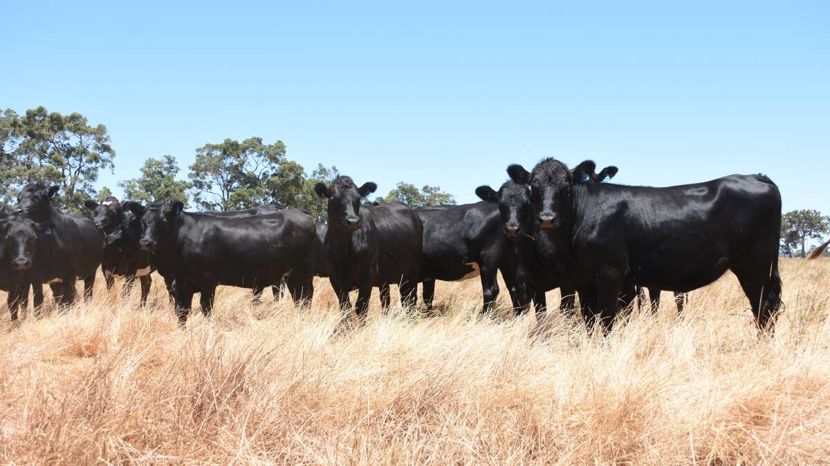 First-time vendors Steven & PJ D'Opera, D'Opera Farm, Tutanup, will be one the biggest vendors of unjoined first-cross heifers in the sale when they offer 30 Angus-Friesians aged 16-20 months.
