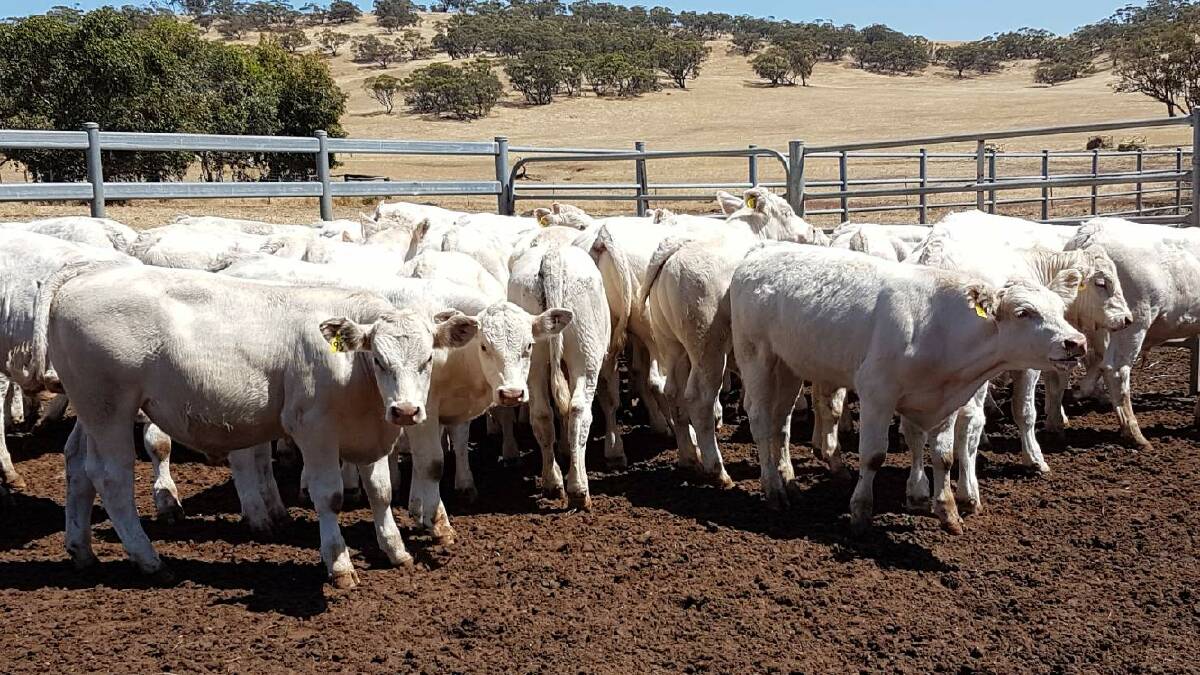 The Estate of LI Millner, Wooroloo, will offer a draft of 30 weaned Charolais calves in the sale based on its own Downunder Charolais breeding.