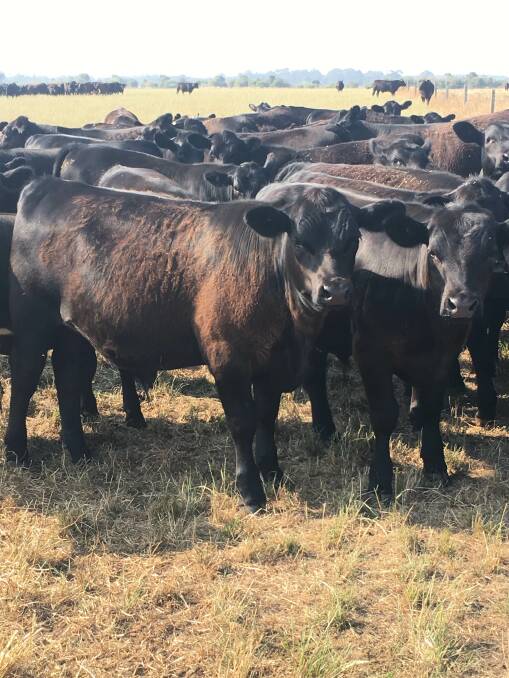 The Carroll family, Rayview Park, Kalgan, will offer 100 steers in the sale, which have been bred from Coonamble and Koojan Hills bloodlines.