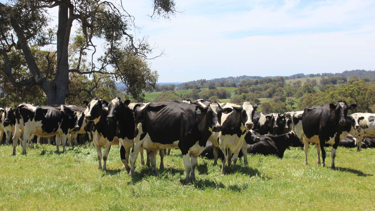 Dairy farming was part of the equation at White Rocks from the very start with a few cows on the property within the first year of Michael's great-grandfather purchasing the property in 1887.