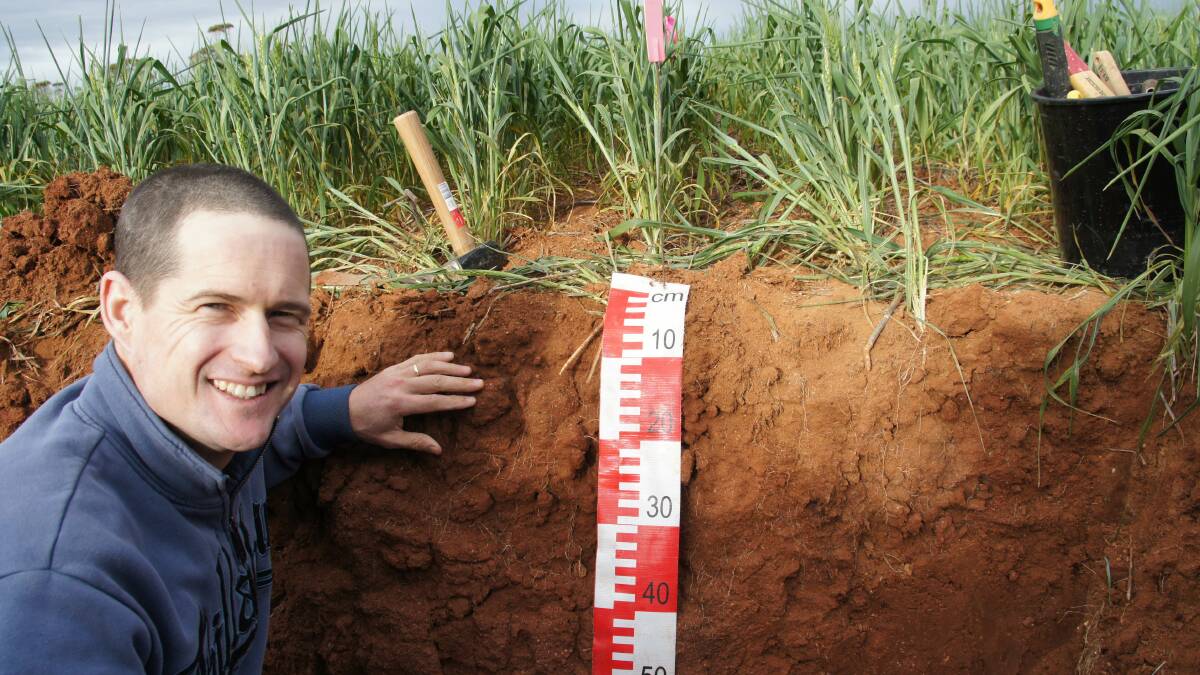 DPIRD research officer Wayne Parker assesses root development in a red non-cracking sodic clay, three years after it was deep ripped with topsoil inclusion, as part of a research project to investigate the use of topsoil slotting plates.