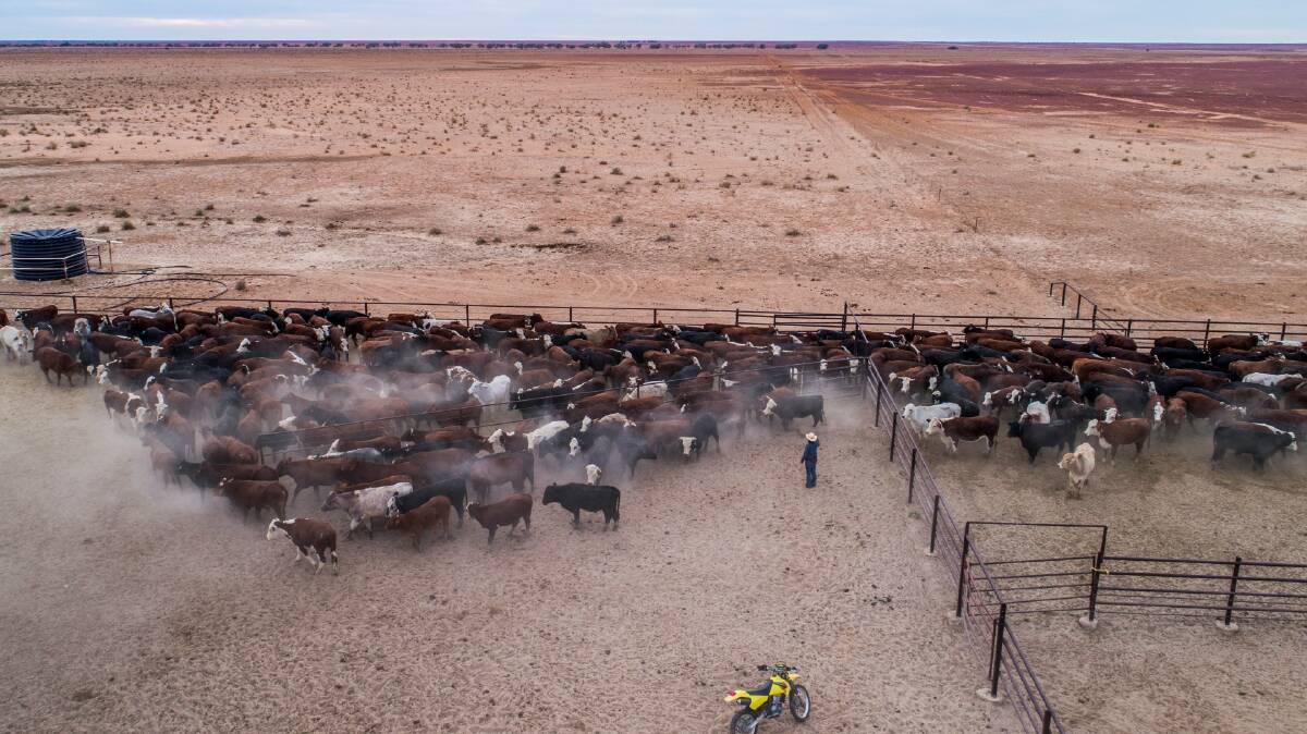 The property was expected to be worth between $45 million to $50m, based on initial interest of $1550 per beast area with a maximum of 21,500 cattle. The sale included 18,000 head of organically certified beef of various breeds.