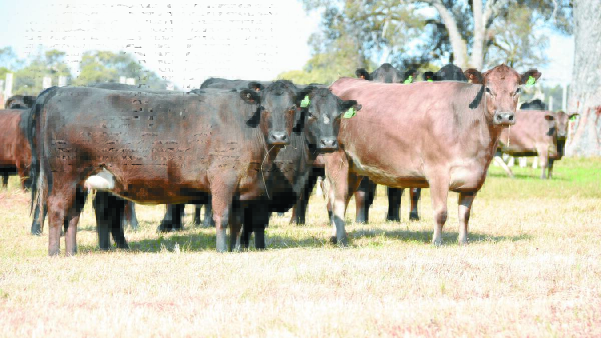 Gelorup operation Kelly-Brae will be the only vendor to offer Murray Grey-Friesian heifers in the sale. The 12 heifers on offer are PTIC to Angus bulls.