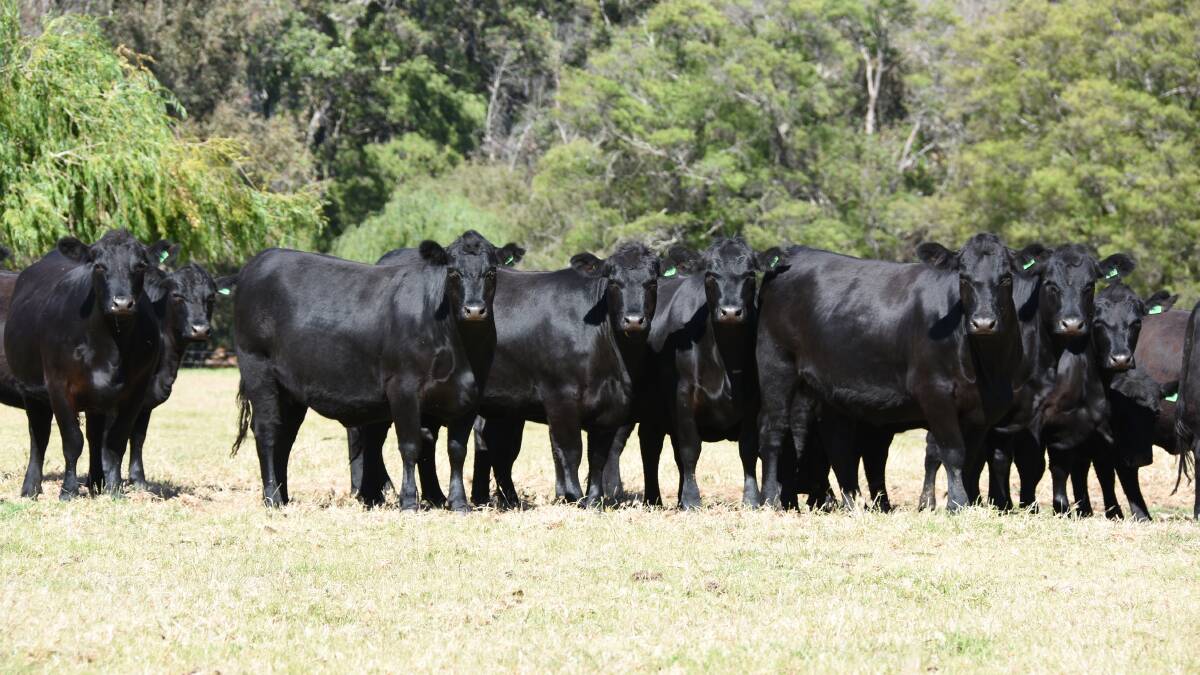 Return vendors Howard and Helen Griffiths, HW Griffiths & Co, Ferguson Valley, will be the biggest vendors in the PTIC heifer line-up with a draft of 114 heifers. Their draft will include 28 Angus-Shorthorn heifers, which are PTIC to Angus bulls.