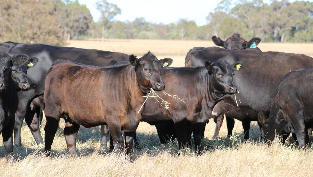 Soft sappy Angus heifers from the Greenwell family’s Bullrush Farms herd, Gingin, which has nominated 60 heifers and where emphasis is on milking ability, temperament, structure and femininity.