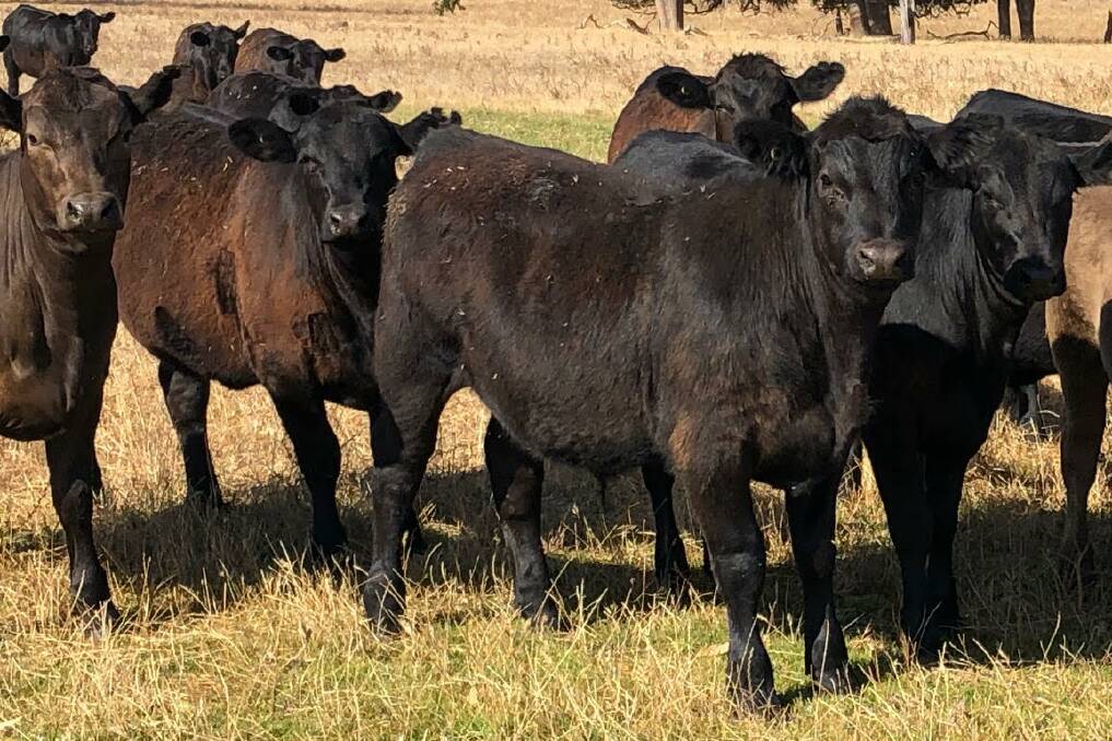 George and Sally Gifford, GA & SA Gifford, Gingin, will offer 80 Angus weaners (60 steers and 20 heifers) based on Blackrock and Little Meadows Angus bloodlines in the sale.