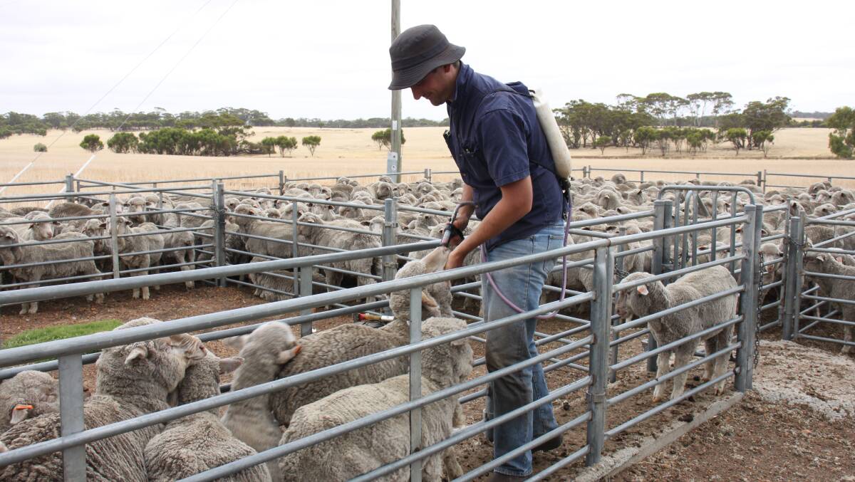 Edward Ludemann said it would only take him half the day to drench his lambs before moving them back to another block. "I don't like moving them on the roads while everyone is harvesting so I move them in January when the roads are quiet and there aren't many trucks around," he said.