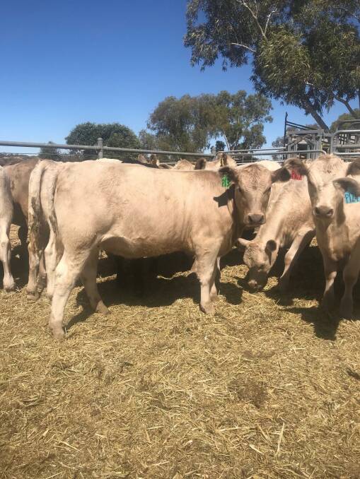 The Murray Grey breed will be represented in the sale with the Stickland family, Mungatta stud, Wongan Hills, offering a small select line from its herd.