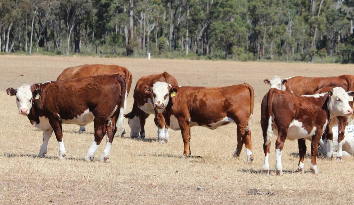 GB & SM Varis, Bowelling, will put forward their annual draft of Yallaroo-sired purebred Hereford calves. The seven to eight month old calves will consist of 45 steers and 20 heifer weaners that are expected to average 280kg to 320kg and will be weaned for a two-week period come sale day.