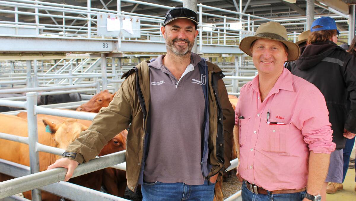 Paul Grist (left), 1888 Grazing Co, Denmark, purchased a pen of 10 PTIC Red Angus cows from GP & CM Coffey for $1550. He is with Elders Albany agent Nigel Hawke.