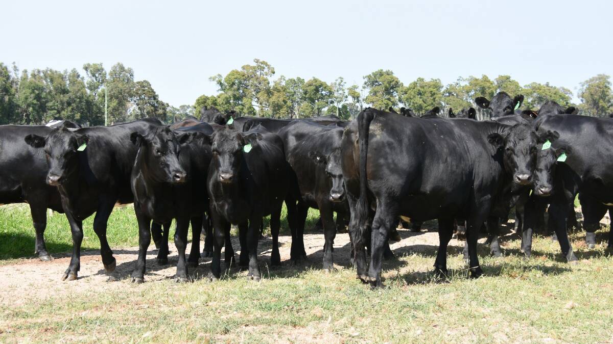 Andrew Blackburn, H & JB Blackburn, Cookernup, will be one of the largest vendors in the sale with an offering of 70 Angus-Friesian heifers aged 18-20 months.