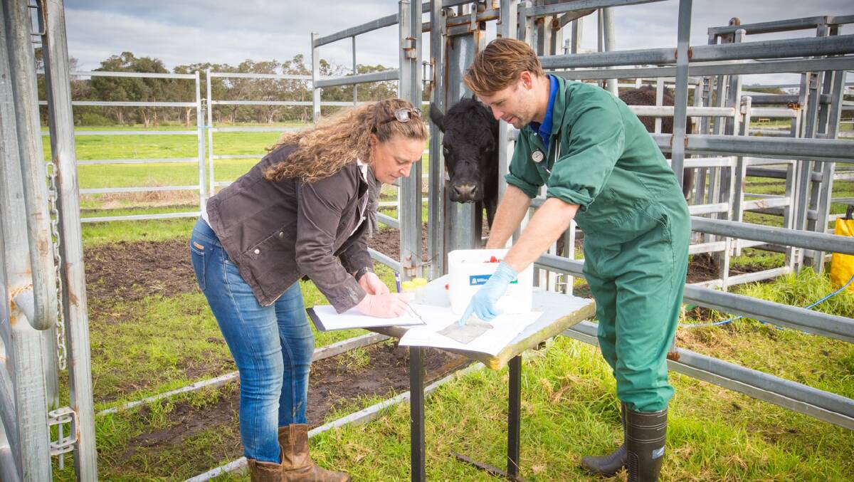 Producer Sheena Smith (left) and Department of Primary Industries and Regional Development veterinary office Andrew Larkins (right) are working to keep cattle producers up to date on cattle health in their region.