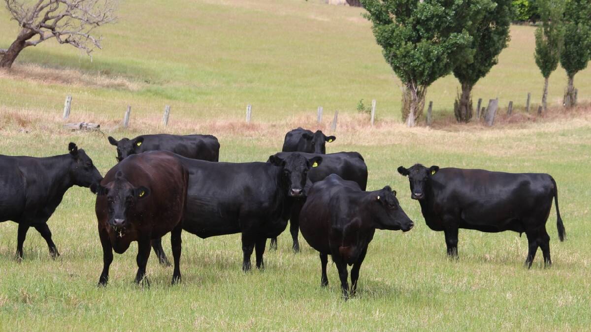 An opportunity to purchase a small, proven herd of PTIC first-cross females from Michael and Sophia Giumelli, JP Giumelli & Son, Benger, will be available at the sale. The 24 Angus-Friesians and six Angus-Jersey 2nd to 6th calvers come from a productive 340 head dairy herd and are in calf to a Little Meadows Angus sire, with a tight eight-week calving period from February 17 to April 13.