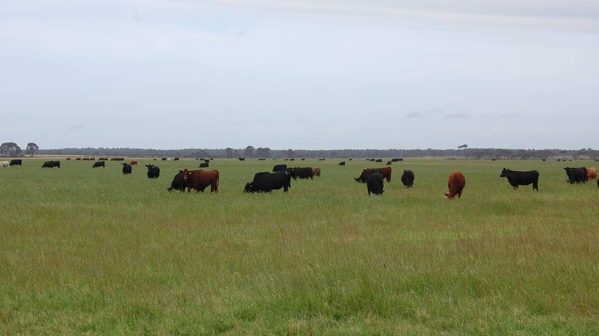 Grazing quality ramped up at Esperance