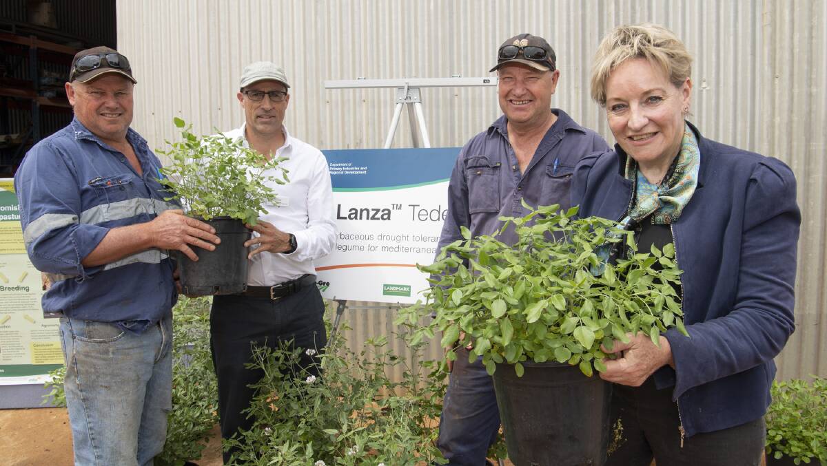 Dandaragan farmer Richard Brown (left) with DPIRD's Daniel Real, David Brown, Dandaragan and Agriculture and Food Minister Alannah MacTiernan. Richard and his brother David are from Bidgerabbie farm, which has hosted tedera trial sites.