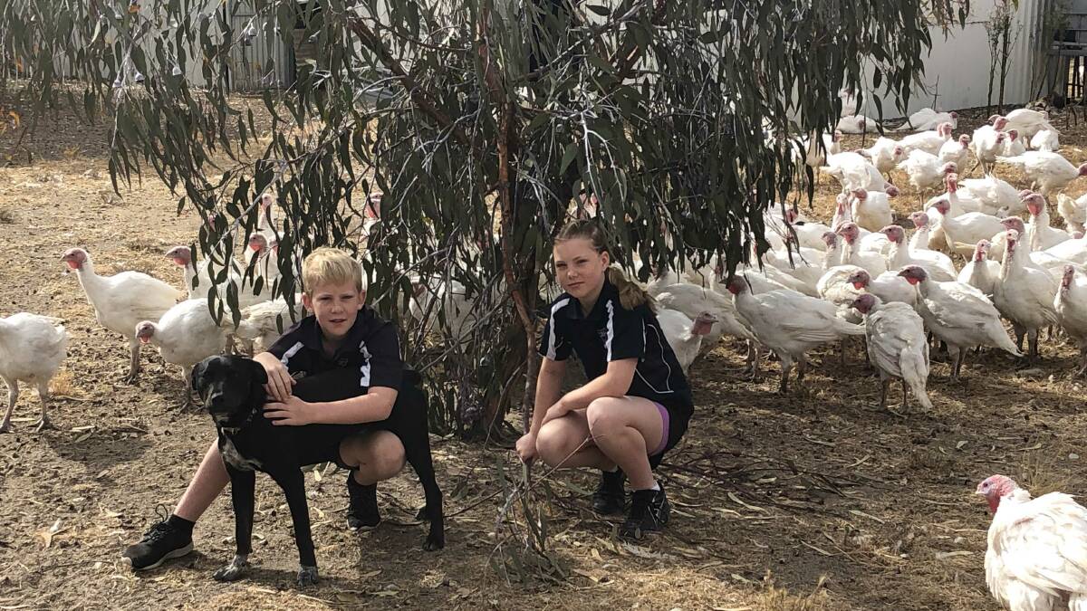 Vincent Brummelman, 9, and sister Danielle, 12, with Sid the dog and some of Wagin Duck & Game's Christmas turkeys. Vincent and Danielle are the youngest children of part owners Marc and Leonie Brummelman.