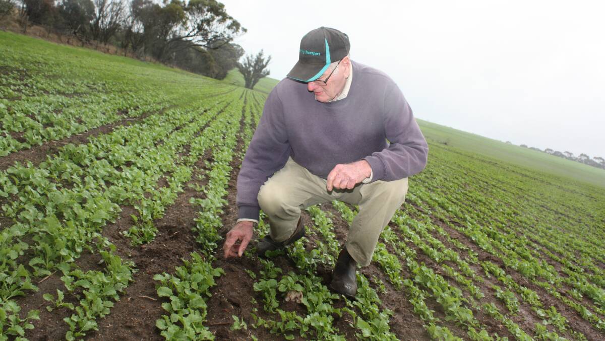 Katanning farmer Haydn Beeck inspected germinating Mako canola on his property in July as clouds hovered.