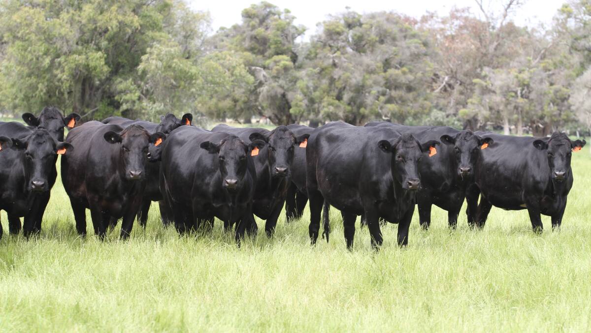Long-time vendors Bernard and Roma Ridley, BW & RB Ridley, Brunswick, will offer an annual consignment of 68 Angus-Friesian heifers at the sale. The heifers are PTIC to Angus bulls and are due to calve from February 7 to April 18 in a 10-week calving.