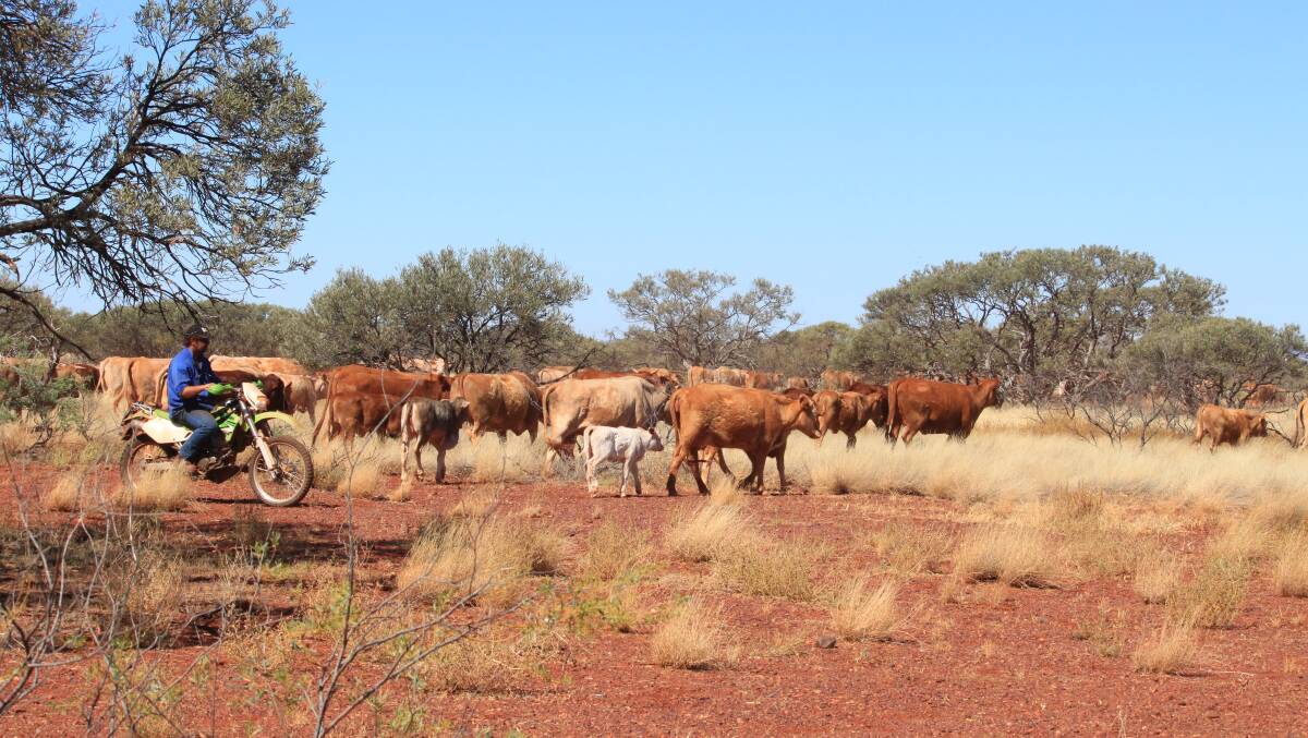 Mt Florance station pastoralist Jamie Richardson following cattle up a laneway to the yard.