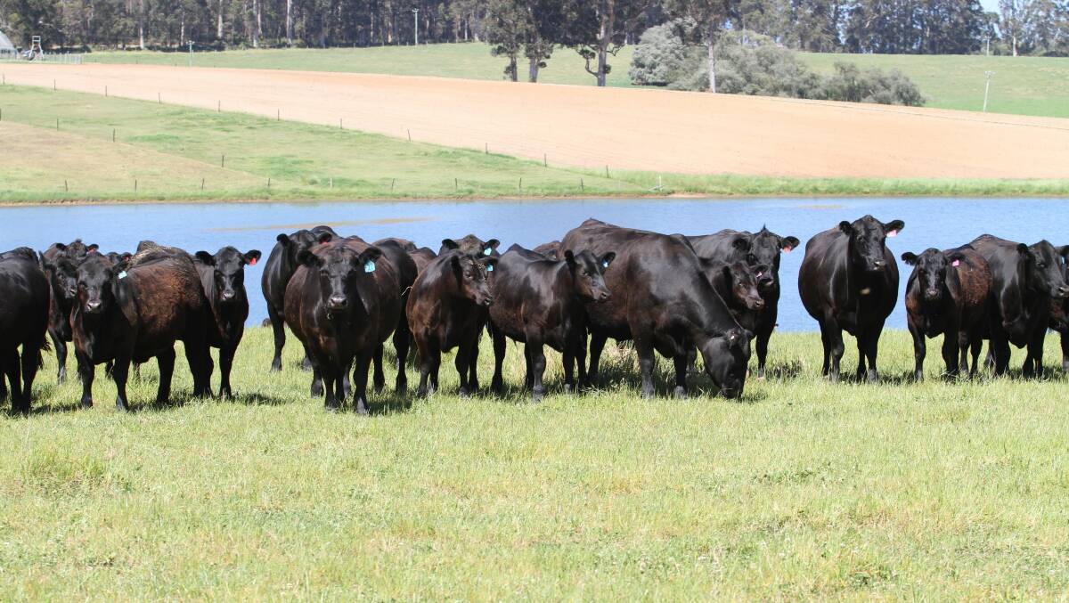 G & B Bendotti second and third calving cows and calves in mid-November this year prior to weaning.