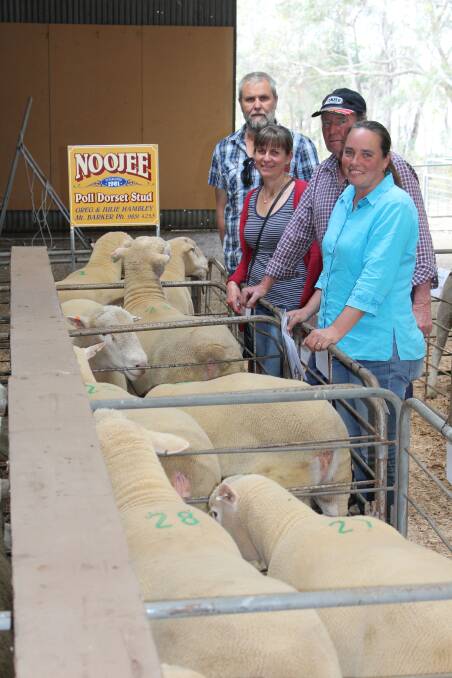 Noojee Poll Dorset stud principals Greg (left) and Julie Hambley with clients Peter and Narelle Bunker, Pardee Grazing, Kendenup, at last week's Landmark Annual Prime Lamb Sire Sale at Mt Barker. The Bunkers purchased six Noojee Poll Dorset rams paying to a top of $950 (paid twice).