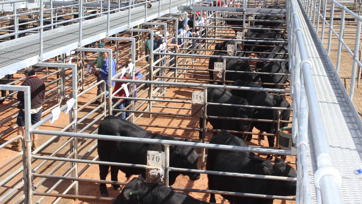 Buyers in the lanes at a bull sale in 2019 have plenty of resources to tap into which can aid their selection process.