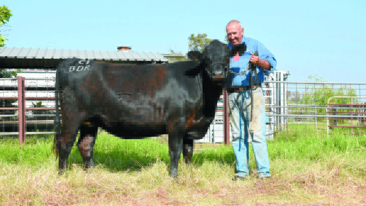 Peter Milton, Dardanup, with Black Dog Ride charity heifer, Clementine 1 which will be offered in lot one in the sale. All of the heifer’s sale proceeds will be donated to the Black Dog Ride.