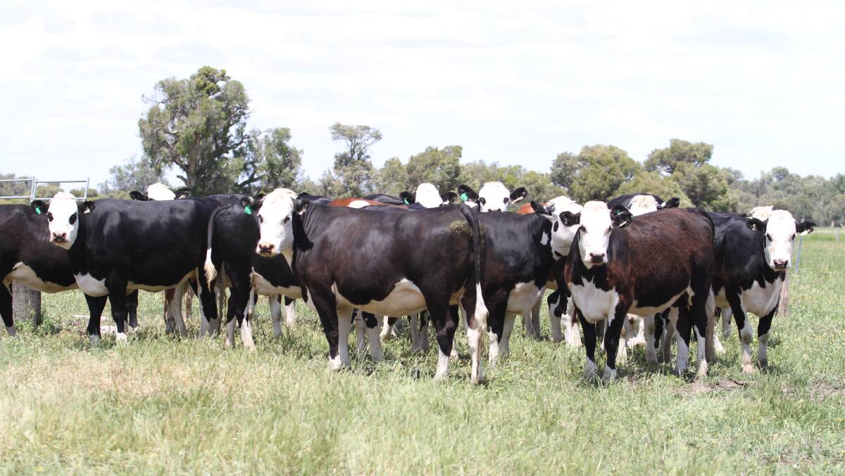A selection of the 22 Hereford-Friesian heifers (15 synchro AI mated ) PTIC to Limousin bulls to be offered by KS & EN Roberts & Son, Elgin. The synchro mated heifers will calve from January 20 for a 20-day calving period while the balance will calve for seven weeks commencing February 10.