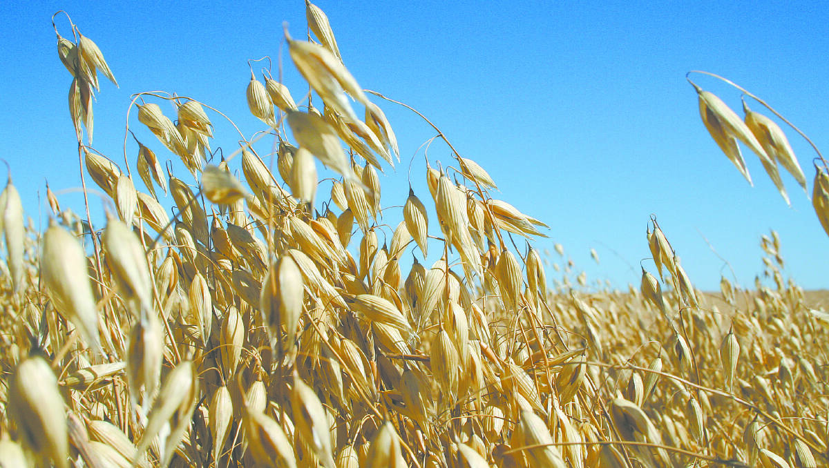 It is a good time to be growing oats but producers have been told to take a conservative approach to demand increases.