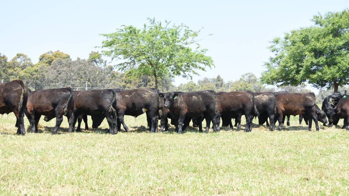 The WA College of Agriculture, Harvey, will be one of the biggest vendors in the weaner section of the sale when it trucks in 70 Angus weaner steers which were dropped in March/April.
