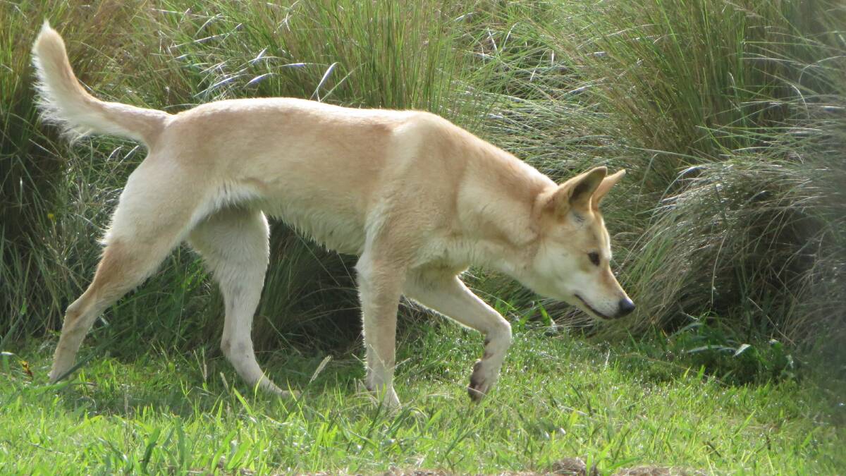 A purebred dingo found at Colong Colony Dingoes, in New South Wales. The dingoes are in lots of small family groups, not in one large pack, as they are easier to manage and it is better for the animals' welfare.  Photo from Colong Station Dingo Colony, Blue Mountains, by photographer Olivia McDowell.