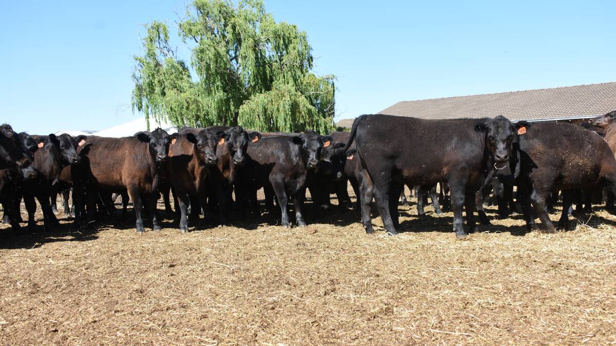 The Kielman family, Lilyvale Grazing, Pinjarra, will offer their annual draft of Angus weaners in the sale. Their offering will consist of 200 calves, 140 steers and 60 heifers.