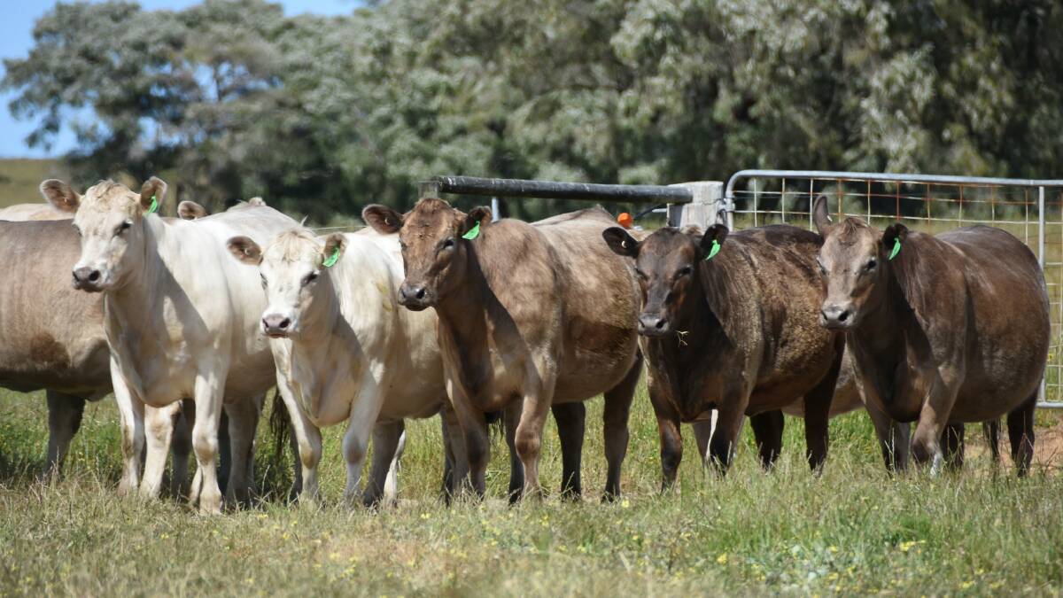 First time sale vendor Tony Mostert, Scott River Trading, Karridale, will present 15 owner-bred, Murray Grey heifers which are PTIC to a Murray Grey bull.