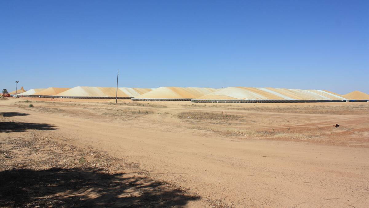 There was a flurry of action at the McLevie CBH bin at Dalwallinu just before Christmas as workers graded out a pad to take an overflow of grain deliveries. 