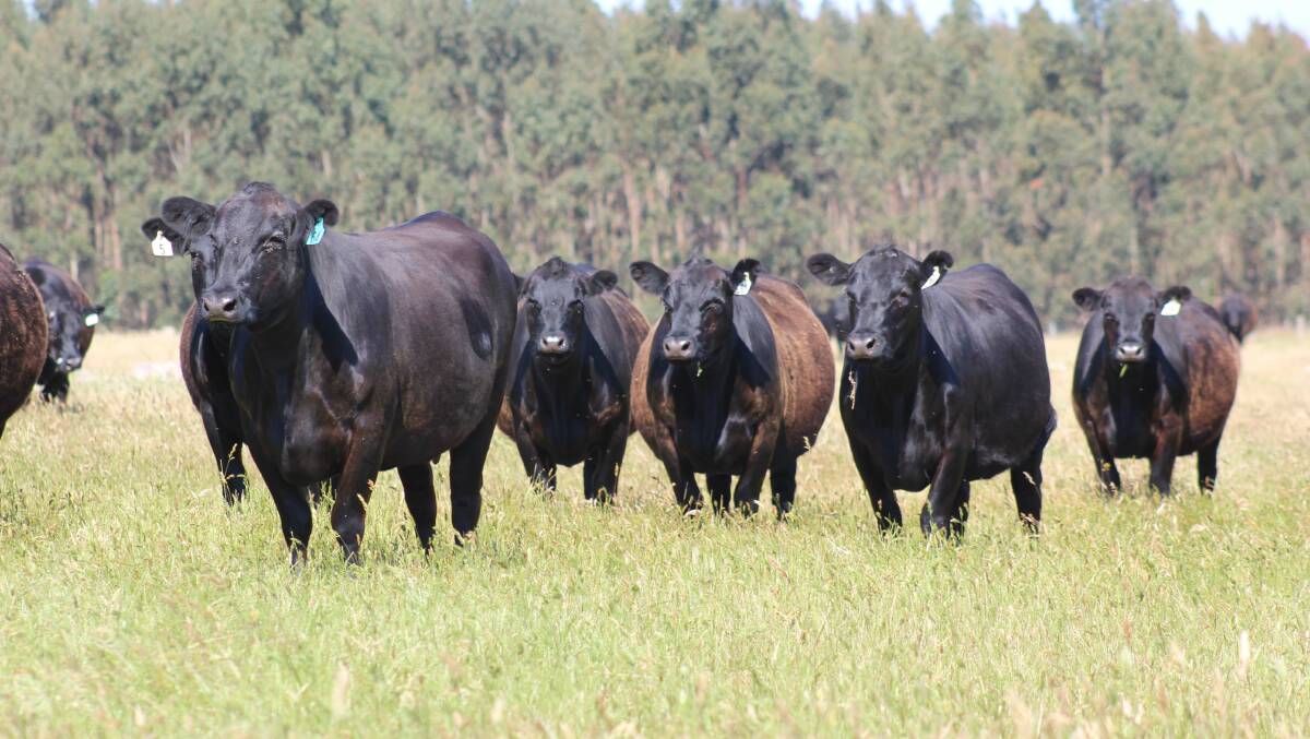 Dajara Farm, Narrikup, will have approximately 40 Angus heifers on offer that have been mated to Angus bulls, Stonedale Longhaul M448 and Diamond Tree Evident L269.