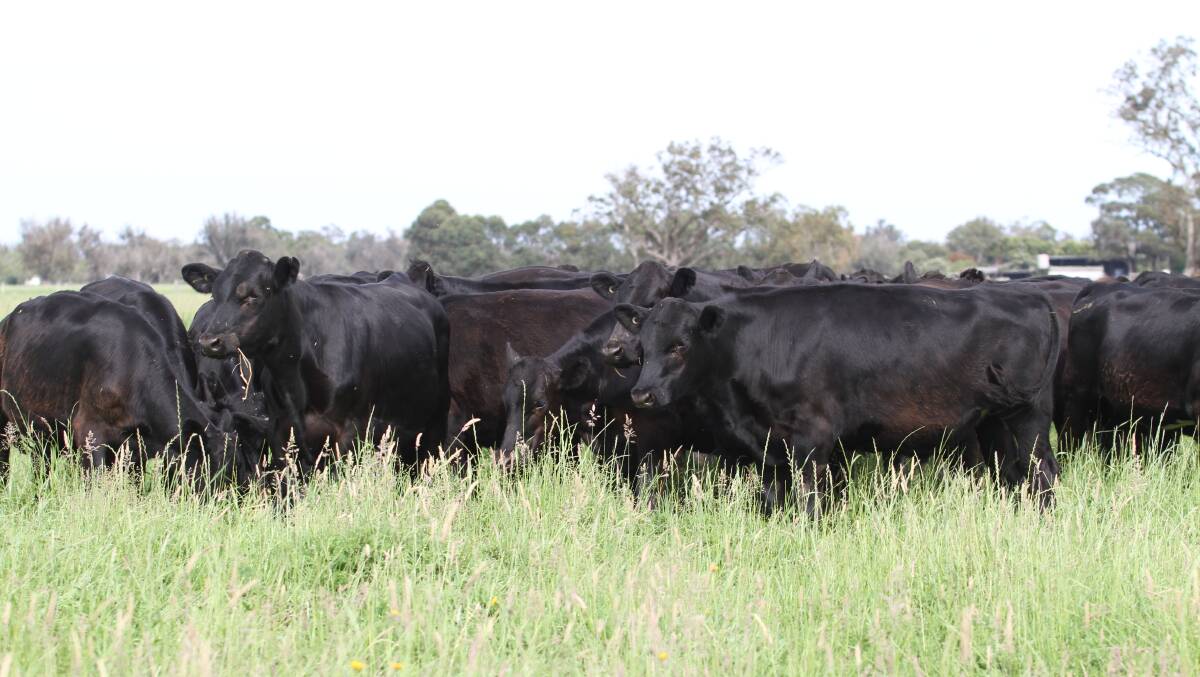 CA Panetta, Harvey, will offer 15 first cross bucket reared Angus-Friesian steers aged 10-12 months at the sale.