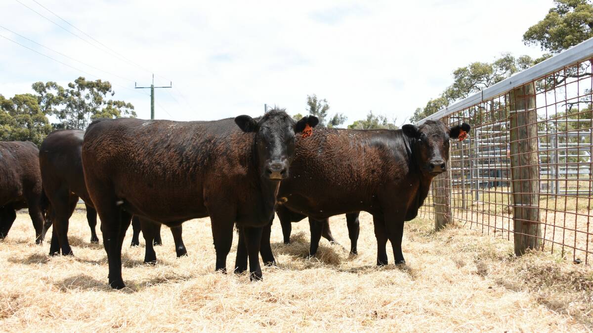 One of the largest vendors in the beef run will be South West Pastoral, Pinjarra, with 40 purebred Angus heifers from its breeding herd of 300 Angus breeders.