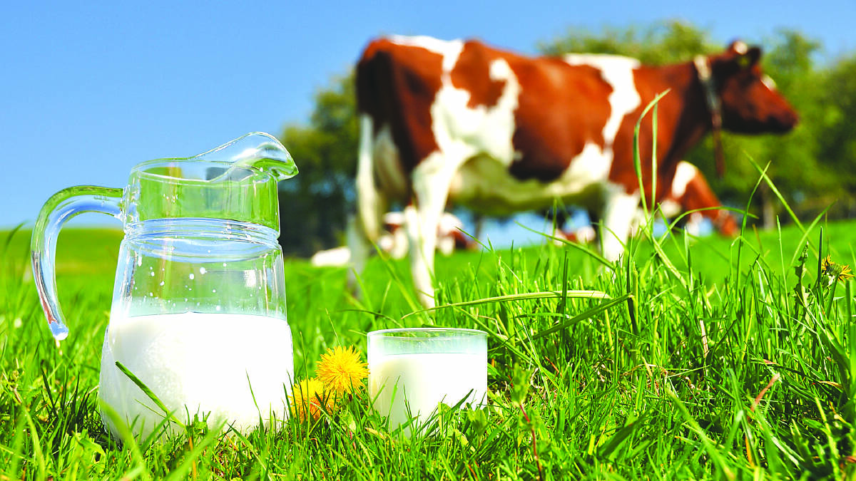Submission call for national dairy code