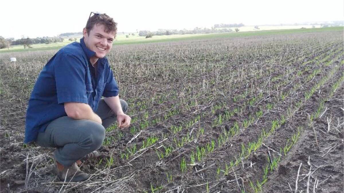 Calum Watt, Murdoch University, a recipient of a 2019 COGGO research fund grant, checks on barley crop emergence and uniformity after germination.