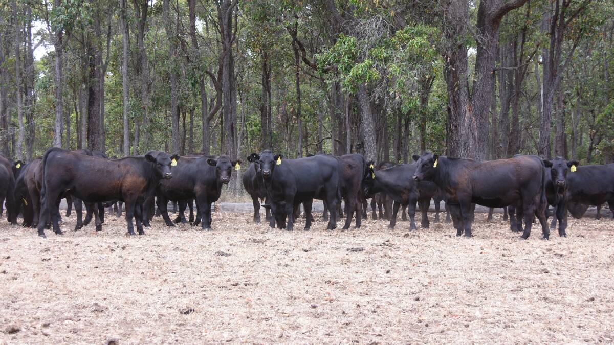 Offering a consignment of 80 Angus steers and 20 Angus heifers in the fixture will be Richard Walker, RF & RE Walker, Wilga.  The young six to seven-month-old calves are AI bred and also out of Koojan Hills and Ardcairnie bloodlines.