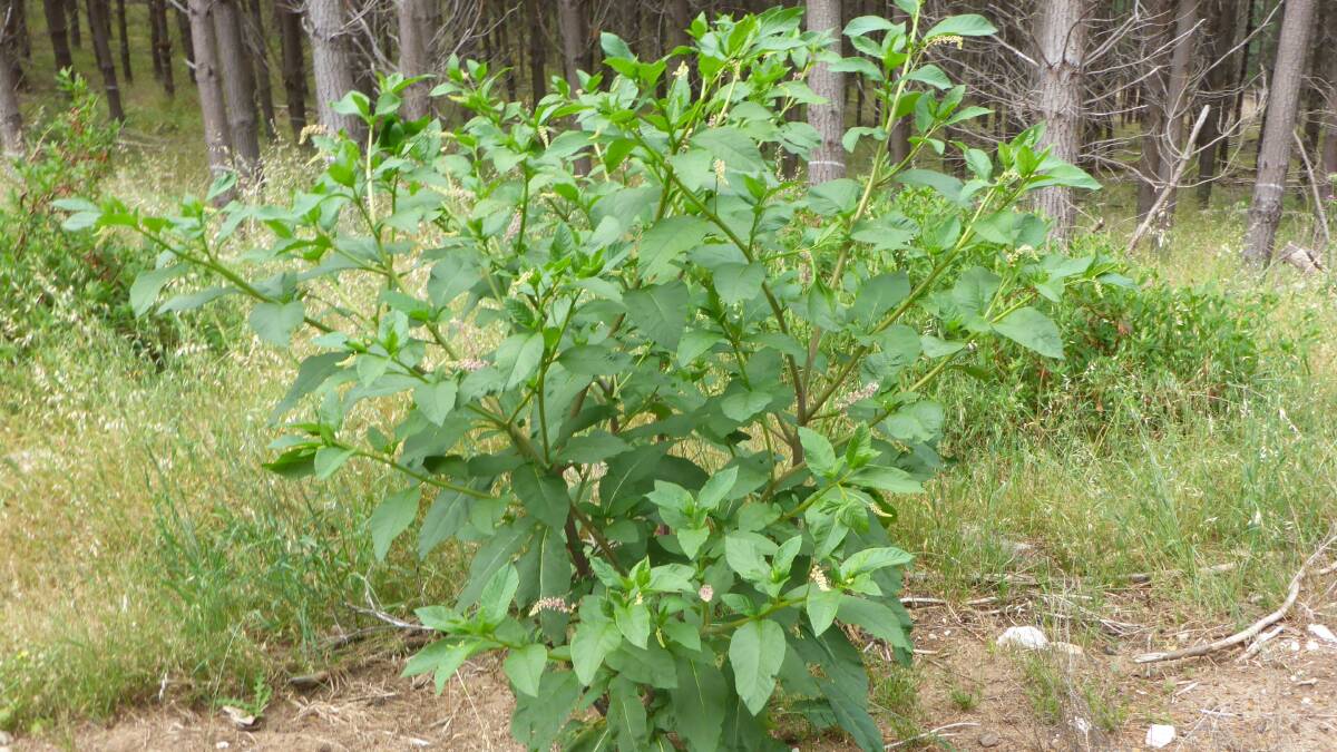 A pokeweed plant found in the Balingup area. Local residents and landholders are urged to keep an eye out for this toxic weed and report any detections to the Department of Primary Industries and Regional Development.