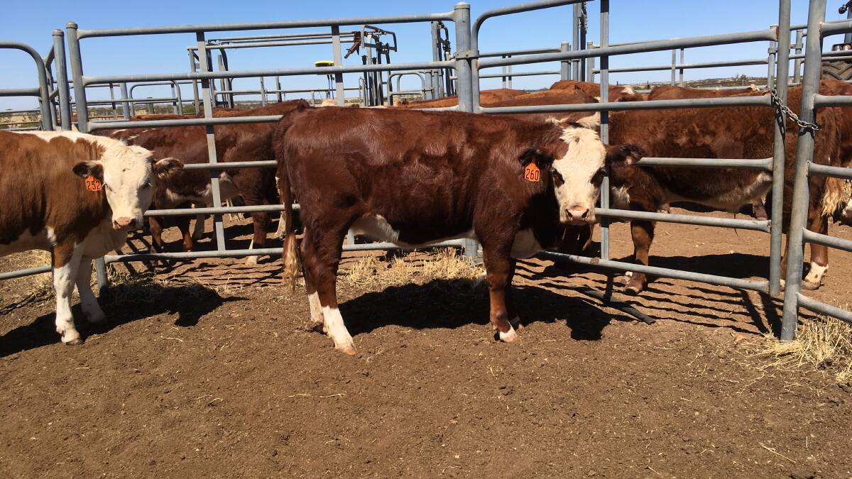 Three Springs operation I & J McKay will offer 40 weaned Poll Hereford-Simmental cross heifers.